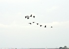 Zwarte Ibis   P.Bernard